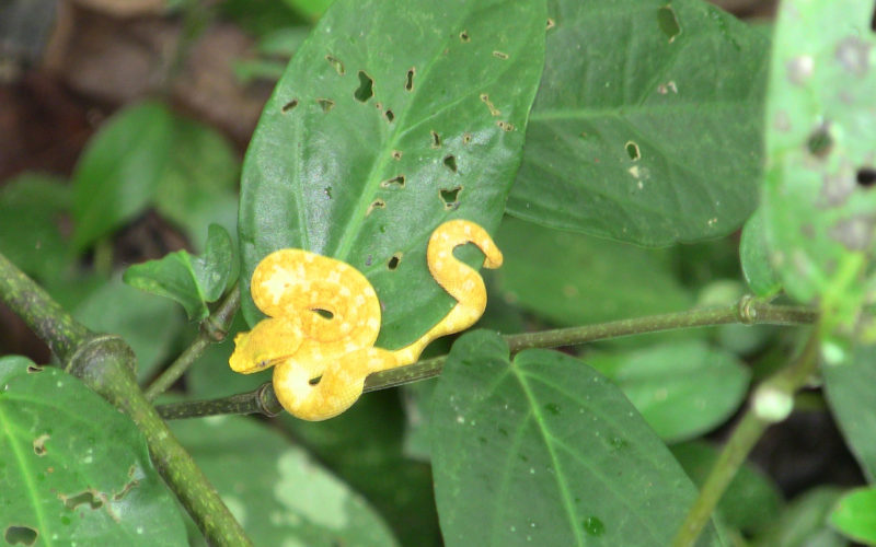Gelbe Wimpern Viper im Cahuita Nationalpark